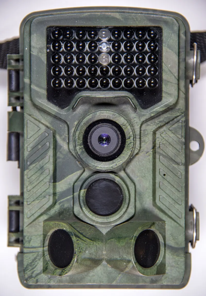 A trail camera half hidden among ivy leaves